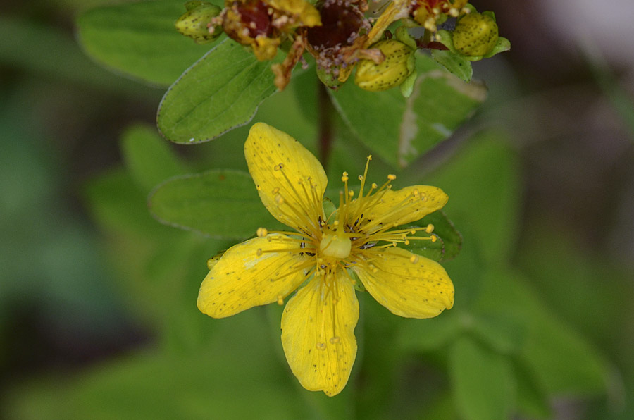 Hypericum maculatum / Erba di San Giovanni delle Alpi